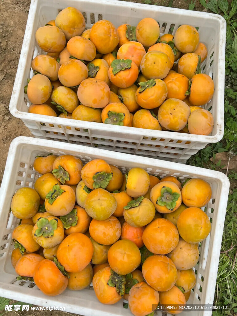 两筐饱满诱人的新鲜柿子