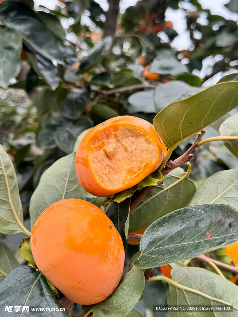 枝头饱满诱人的新鲜柿子