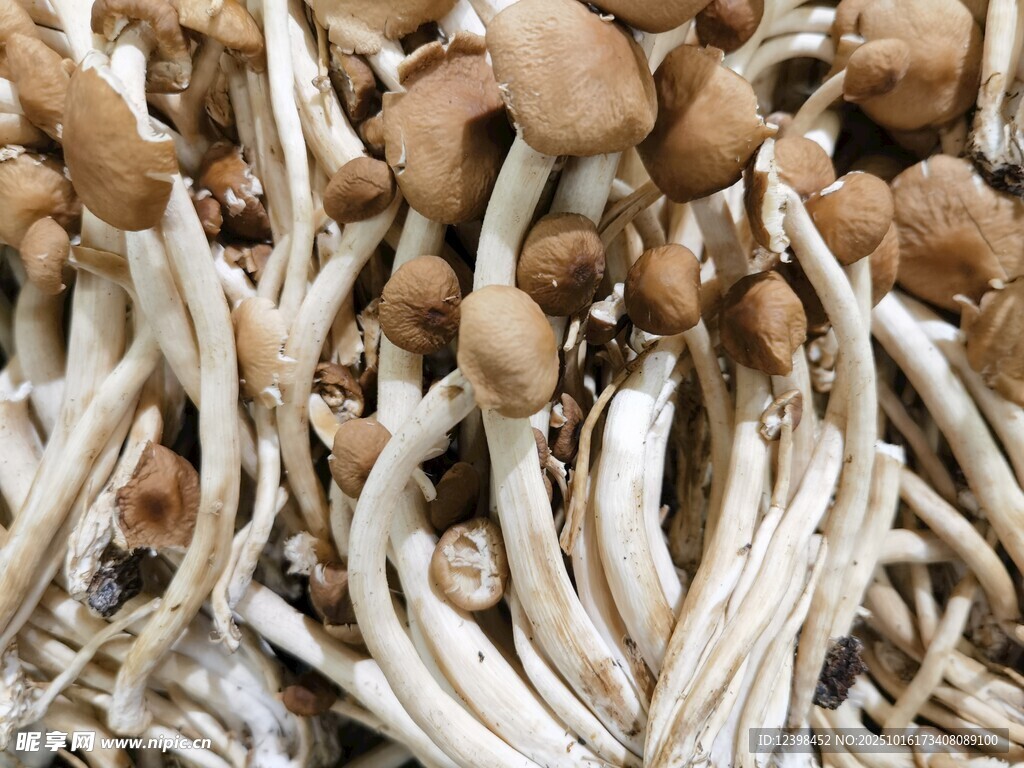 新鲜蟹味菇特写