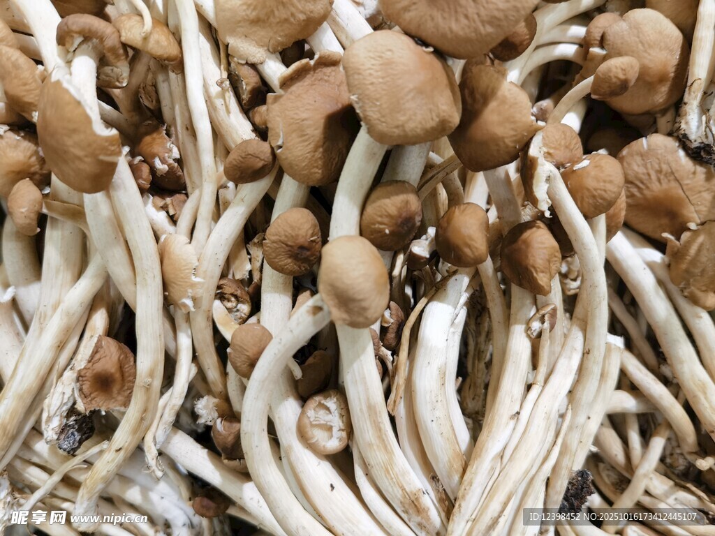 新鲜茶树菇特写