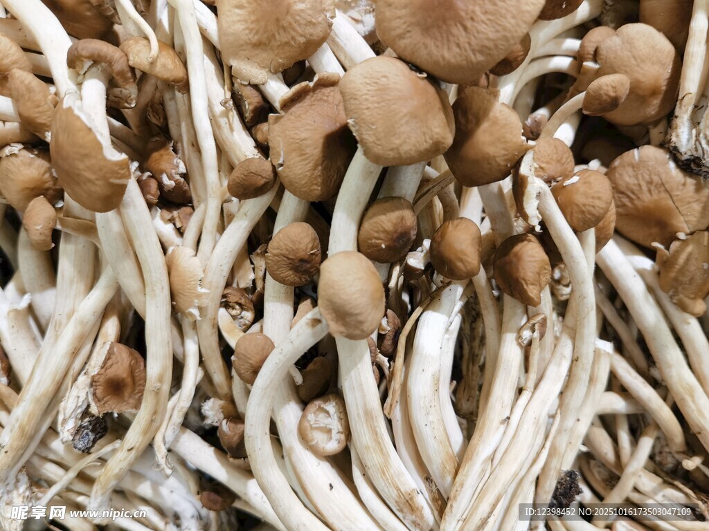 新鲜丛生蘑菇特写