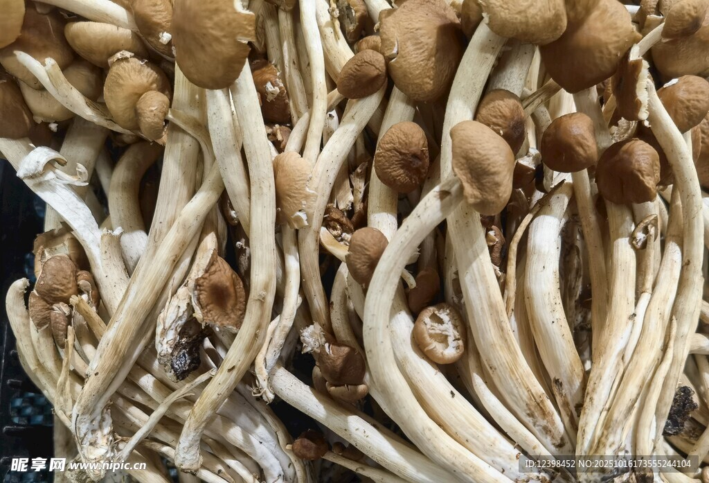新鲜茶树菇