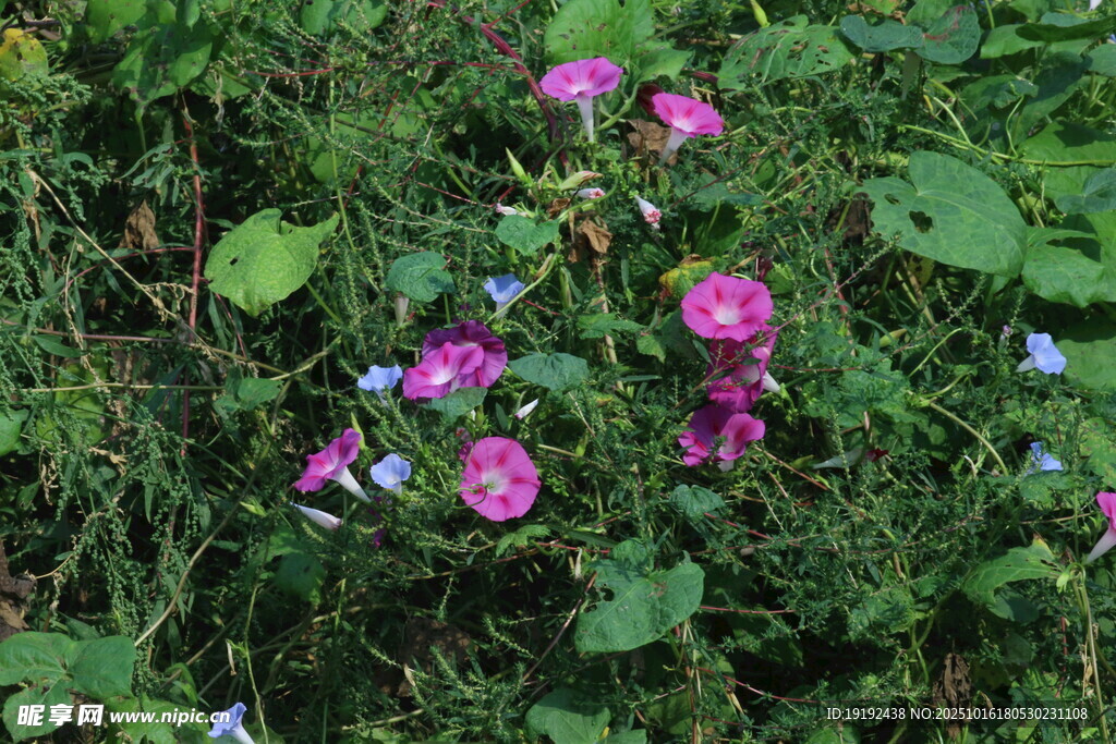 牵牛花 