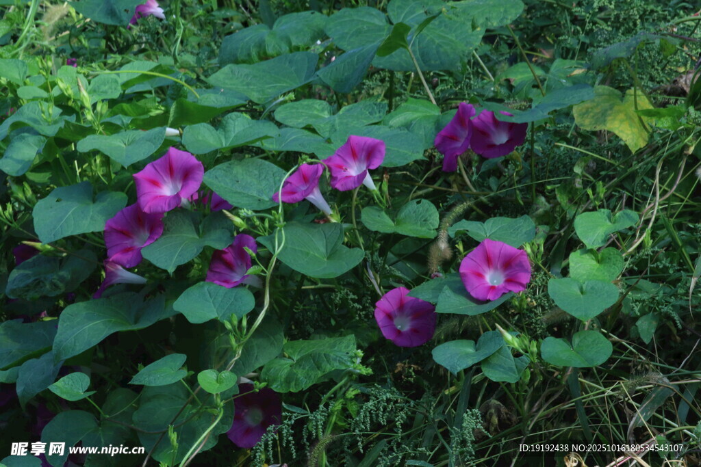 牵牛花 