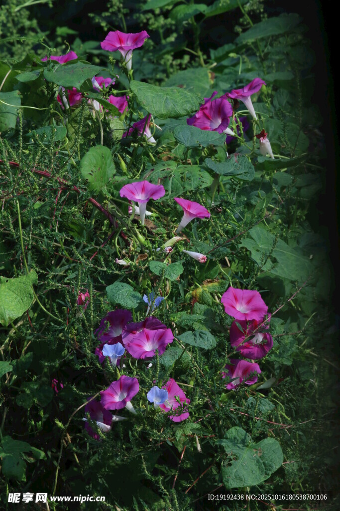 牵牛花 