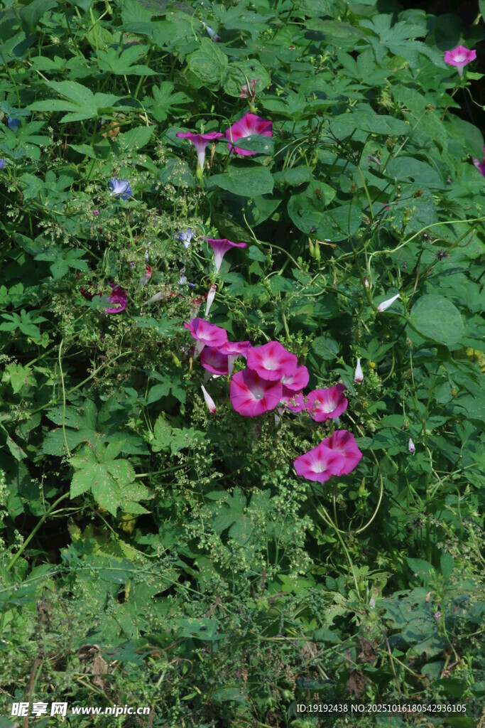 牵牛花  