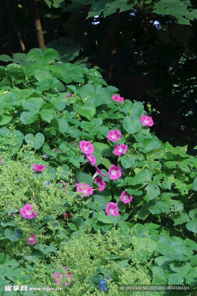 牵牛花 
