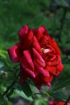月季花  