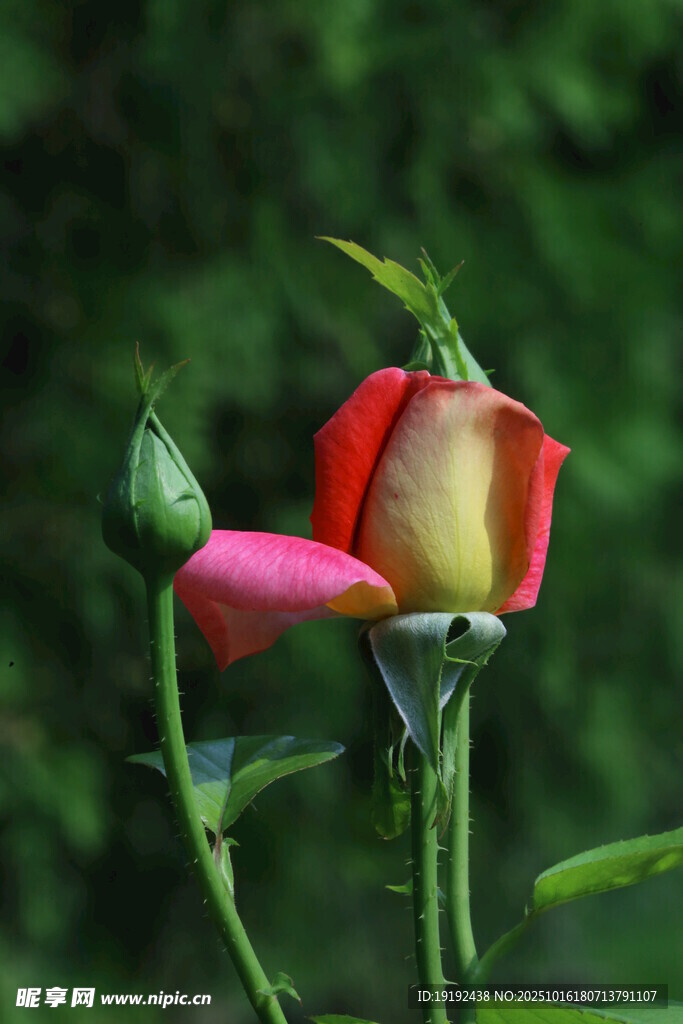 月季花 