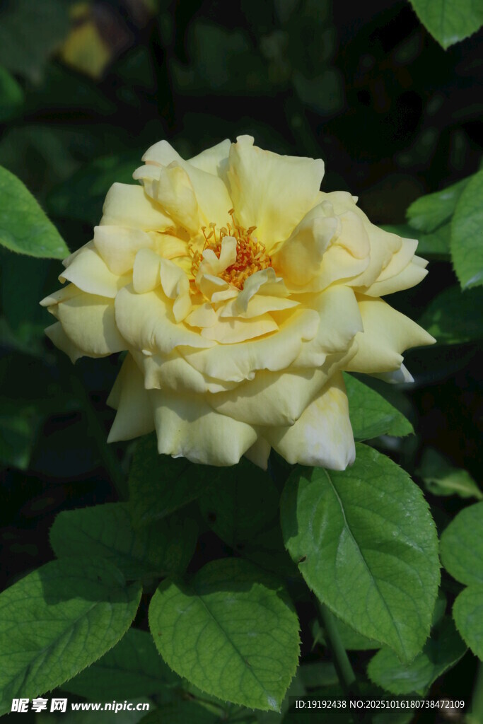 月季花 