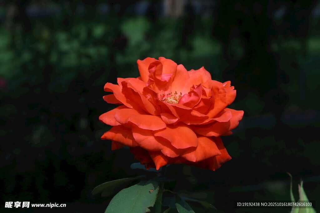月季花 