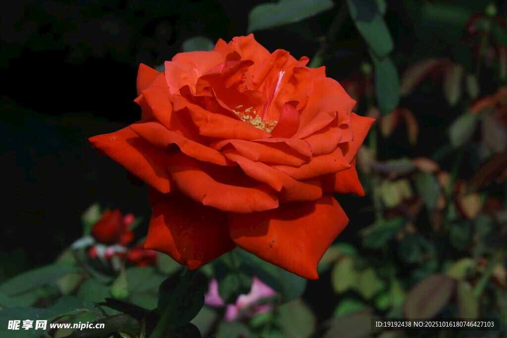 月季花 