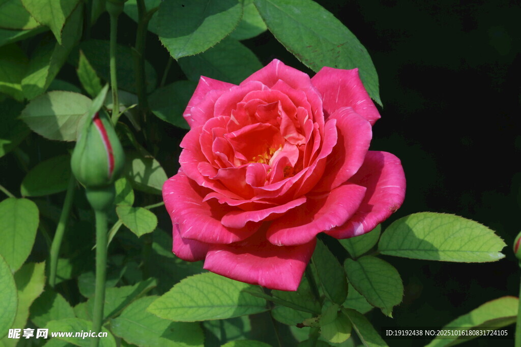 月季花 