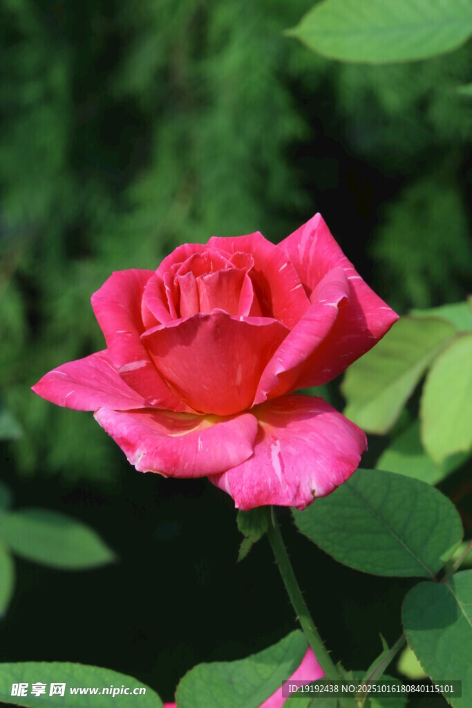 月季花 