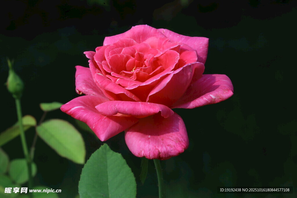 月季花  