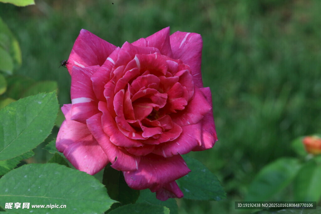 月季花 