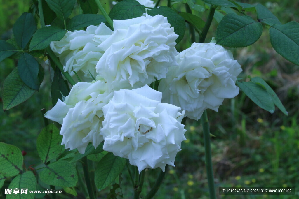 月季花 