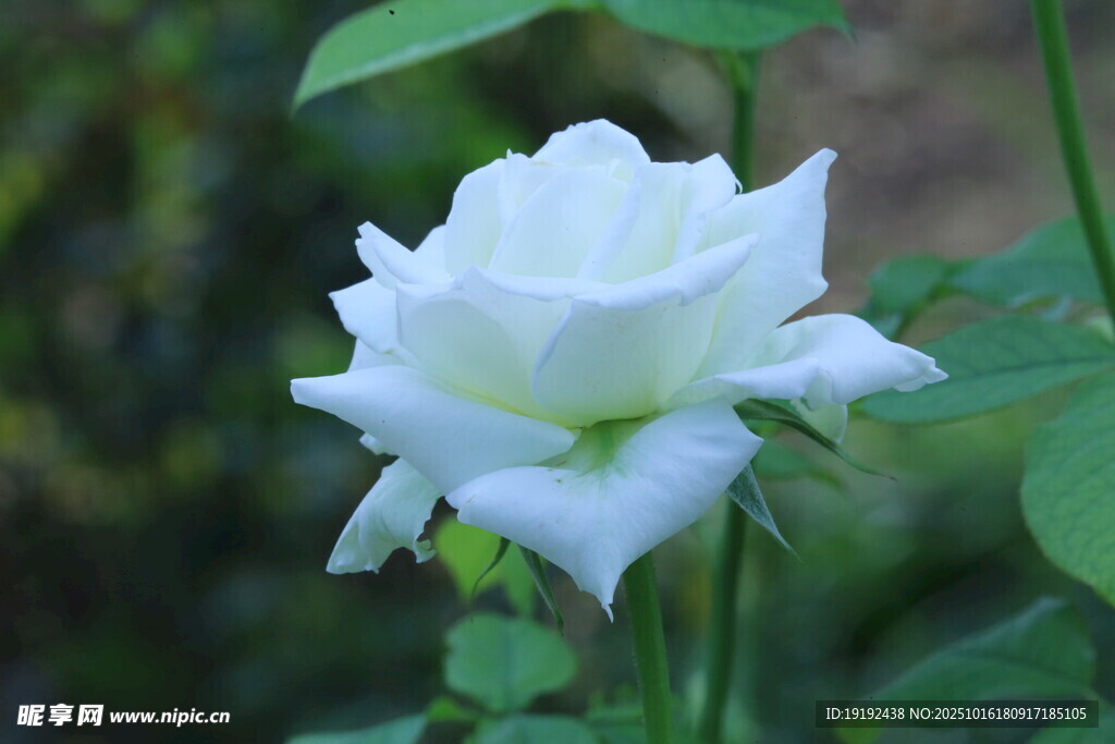 月季花 