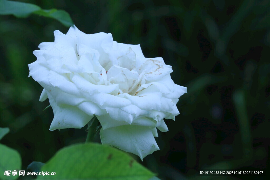月季花