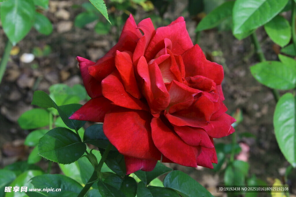 月季花  