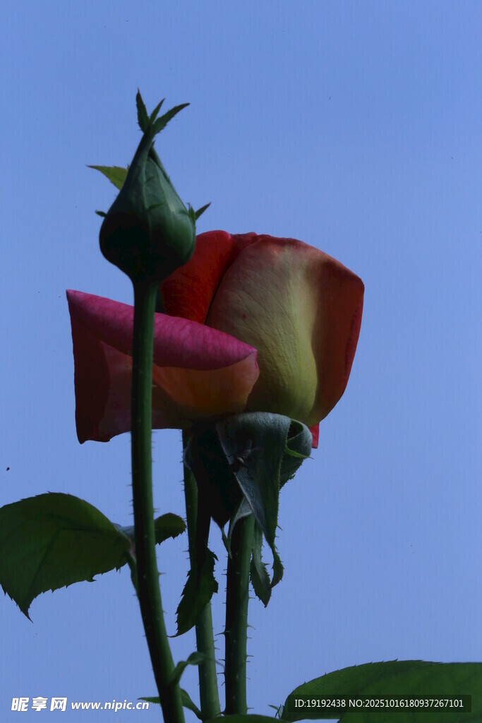 月季花 