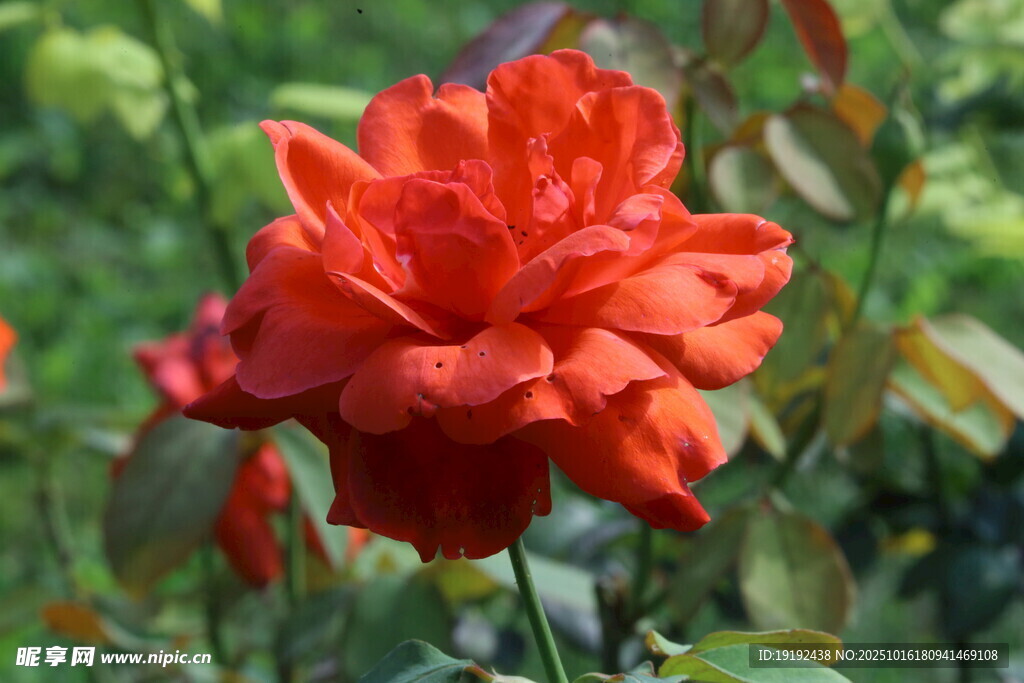 月季花