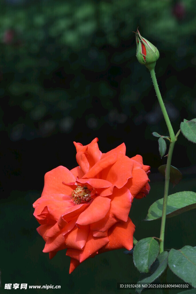 月季花 