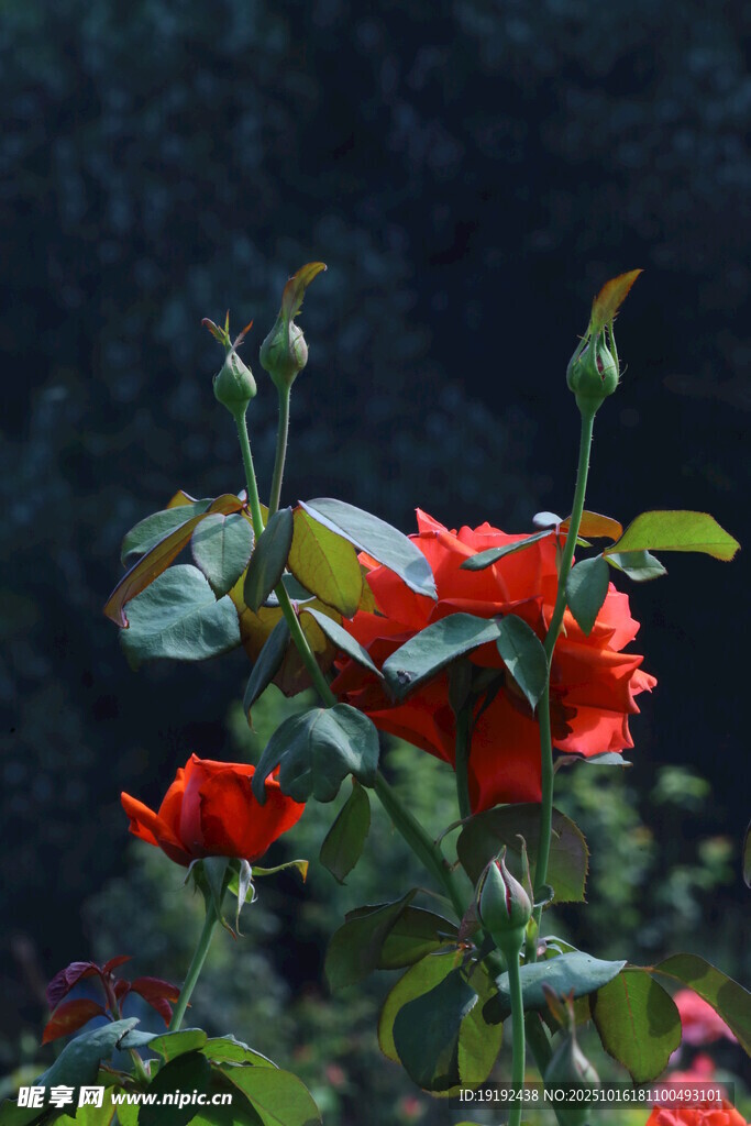 月季花 