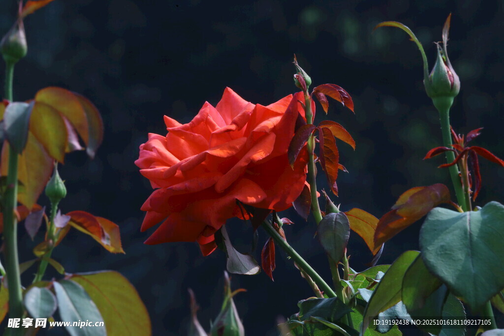月季花 