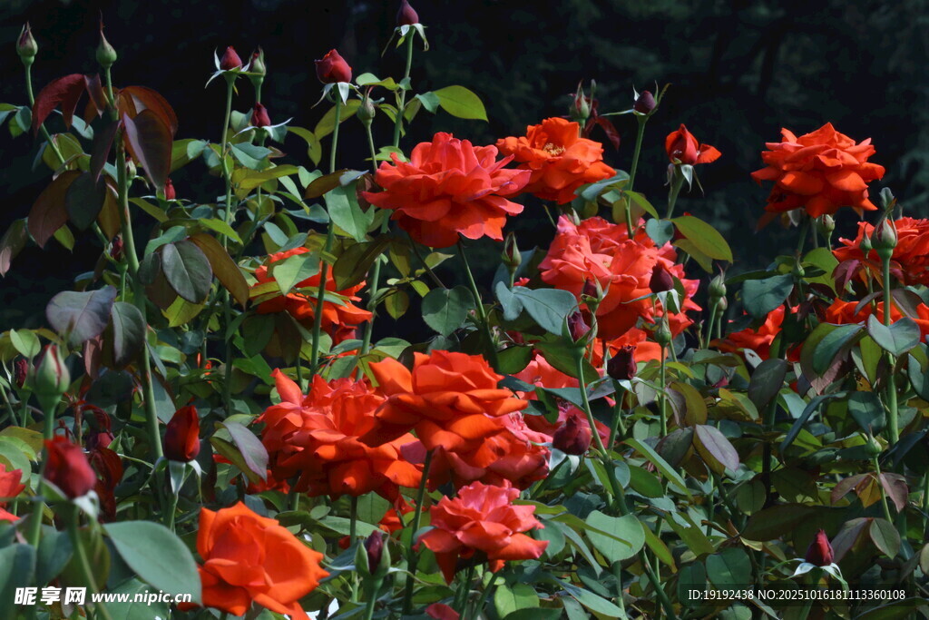 月季花 