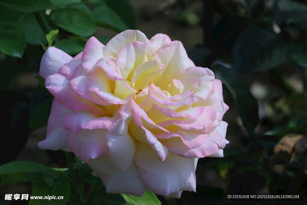 月季花 