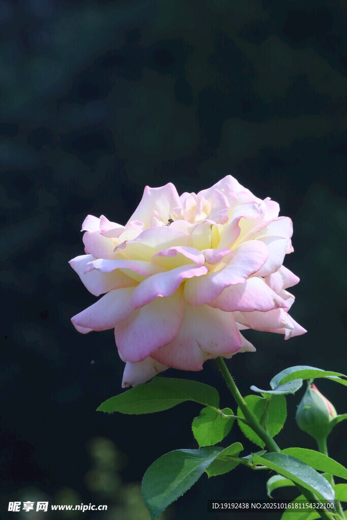 月季花  