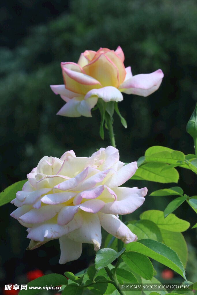 月季花 