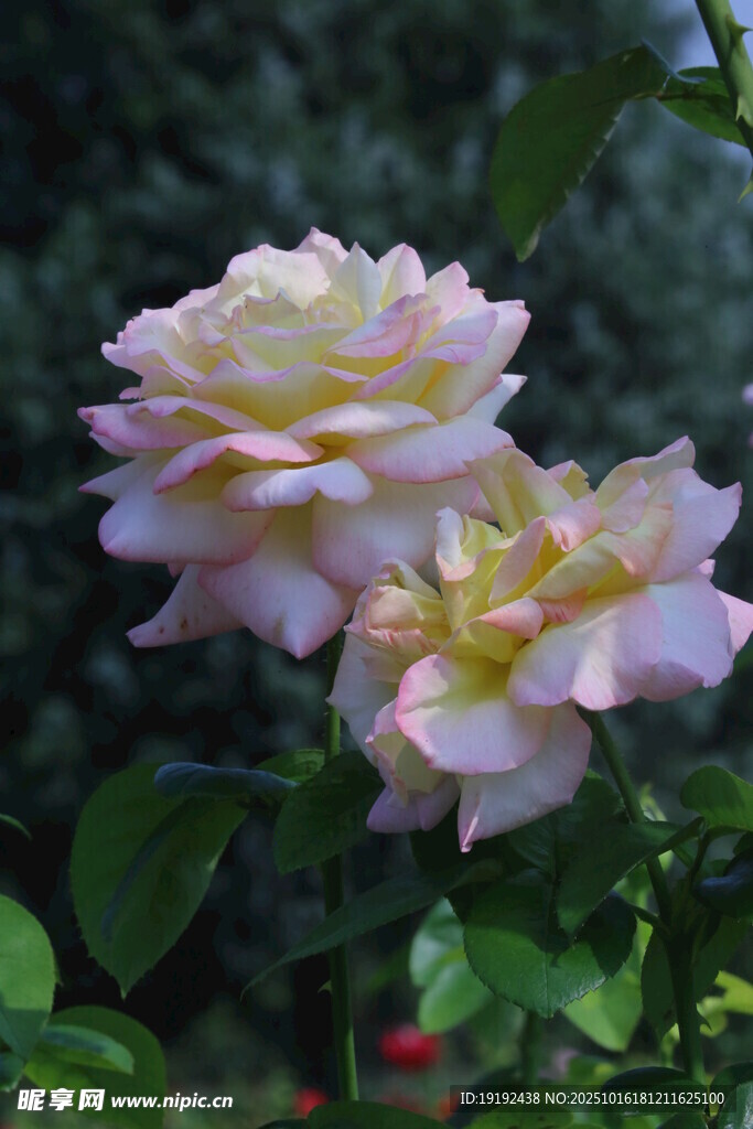 月季花 