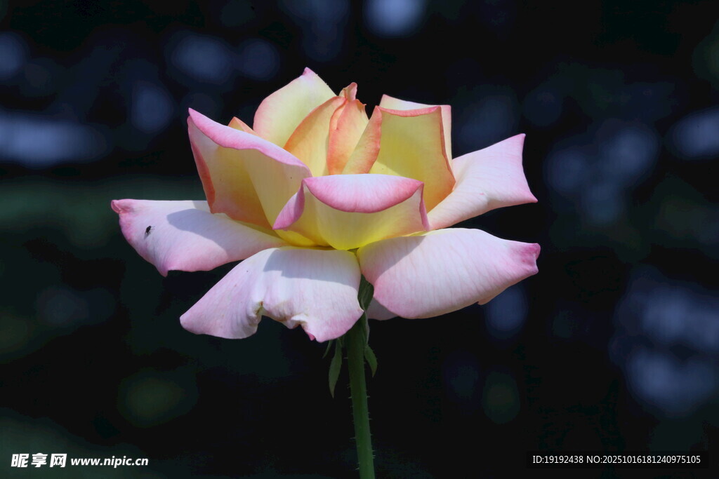 月季花  