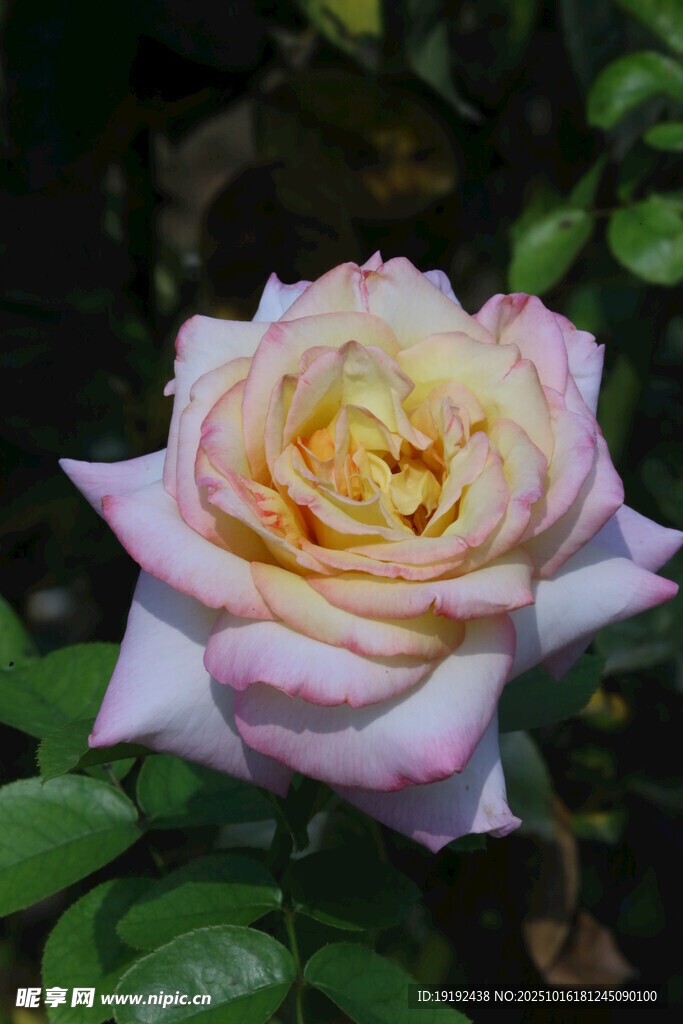 月季花  
