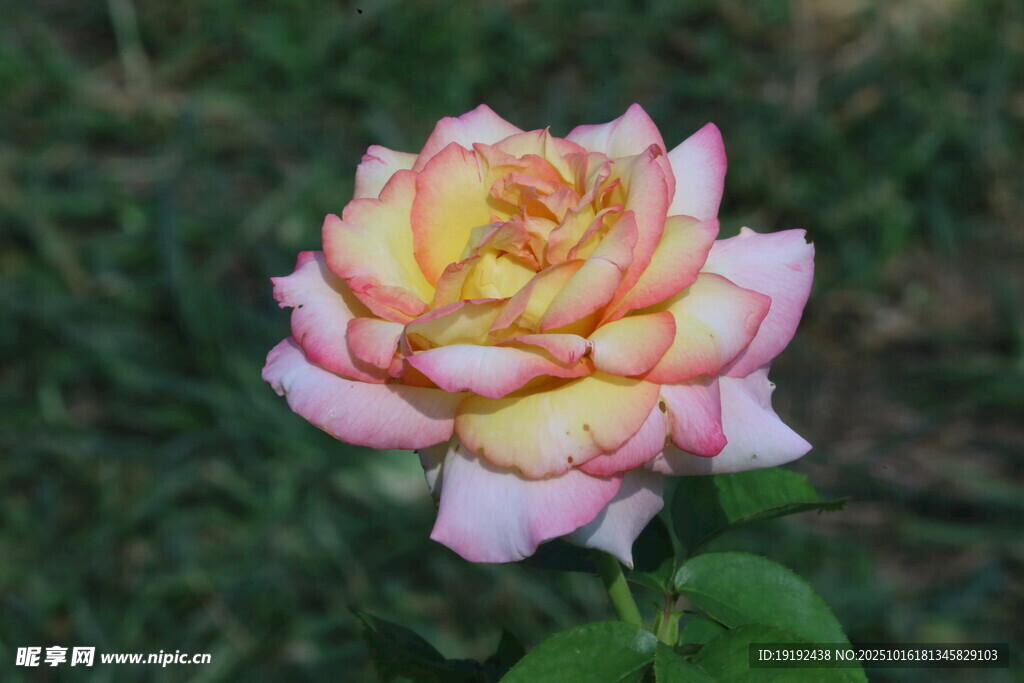 月季花  