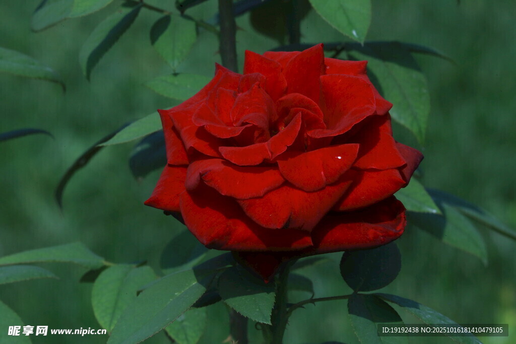 月季花 