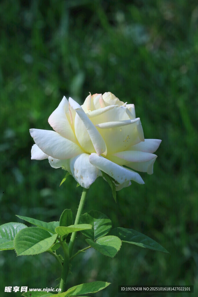 月季花  
