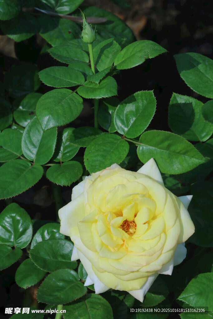 月季花 