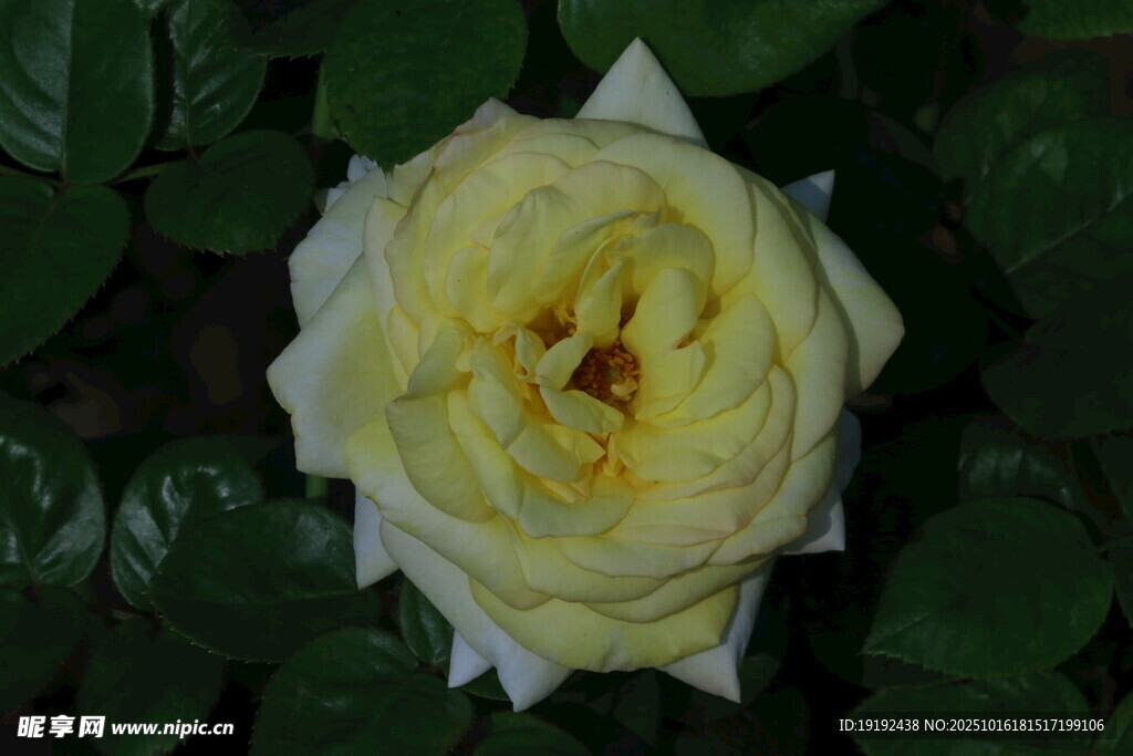 月季花 