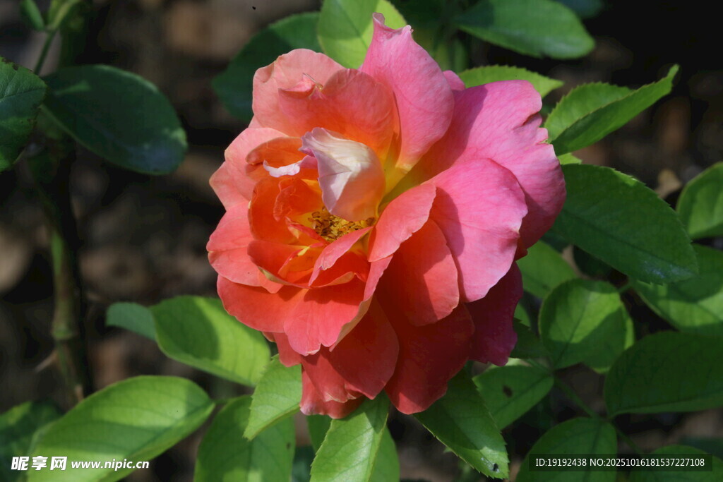 月季花  