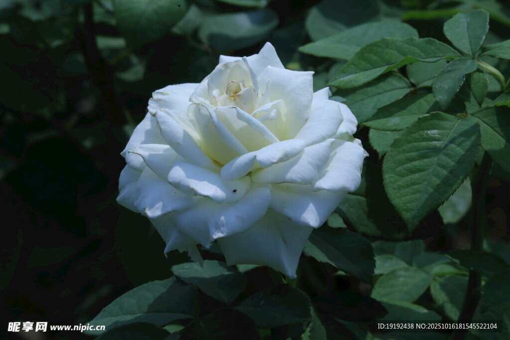 月季花 