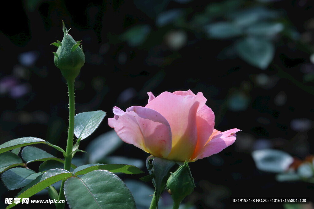 月季花 
