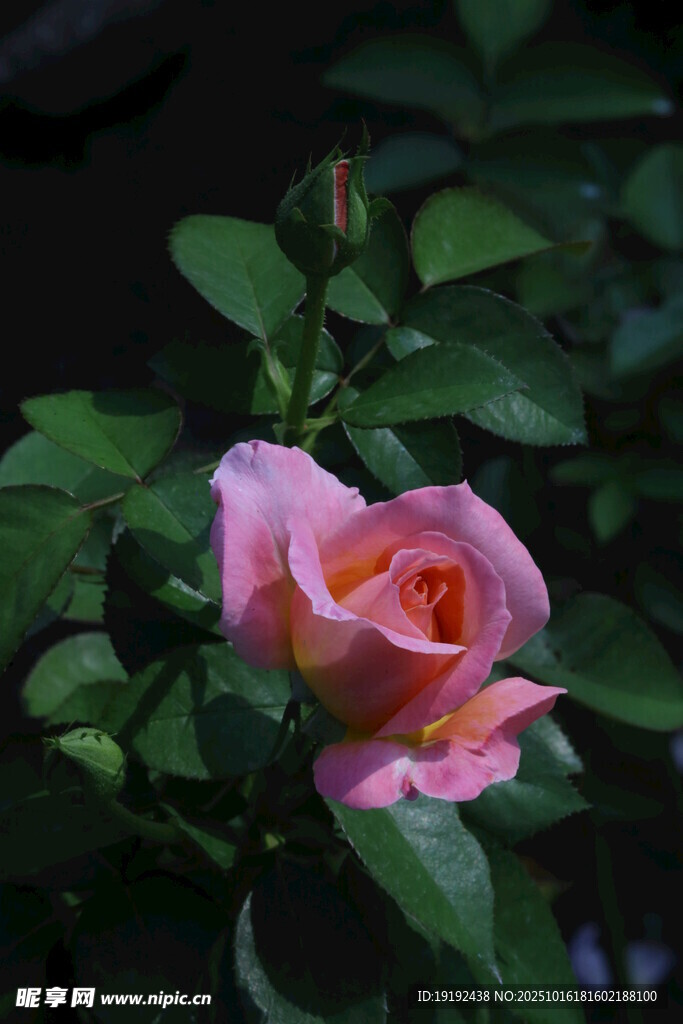 月季花 