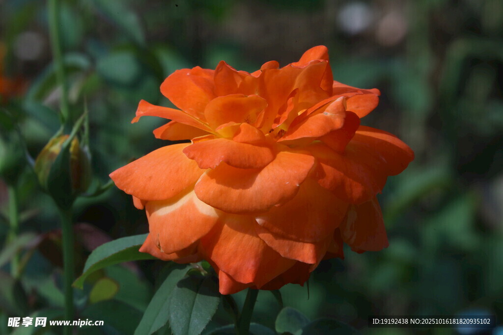 月季花  