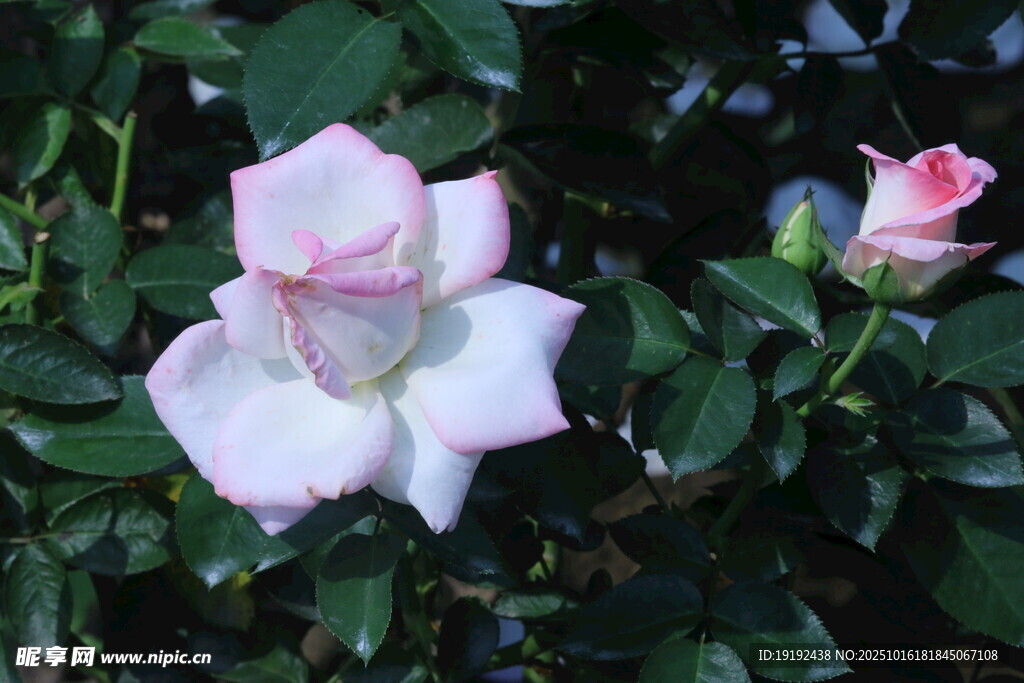 月季花  