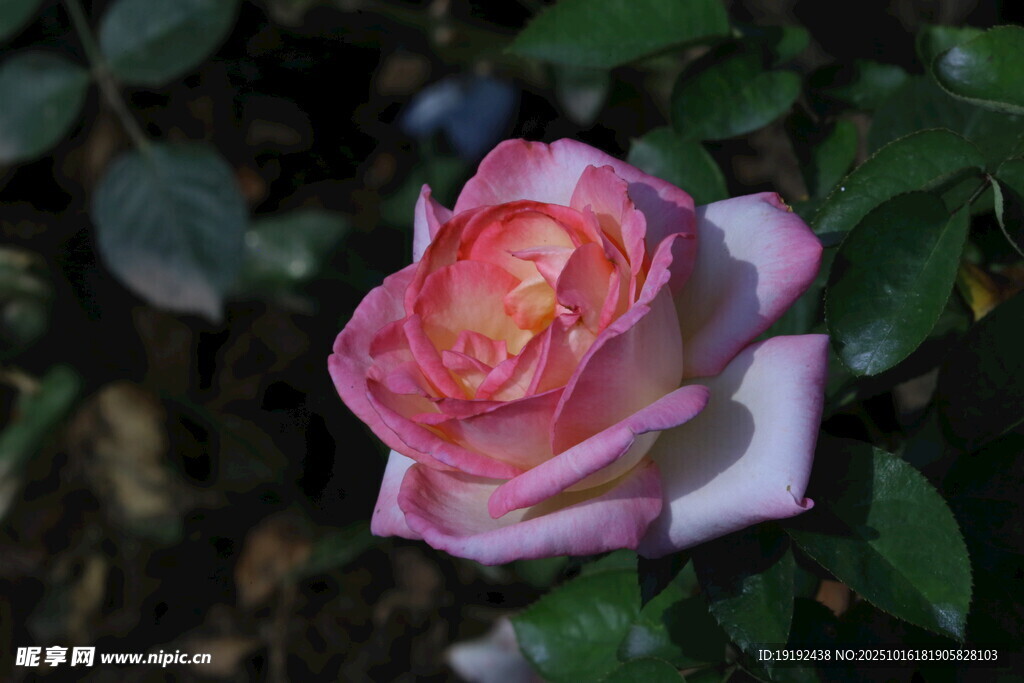 月季花 