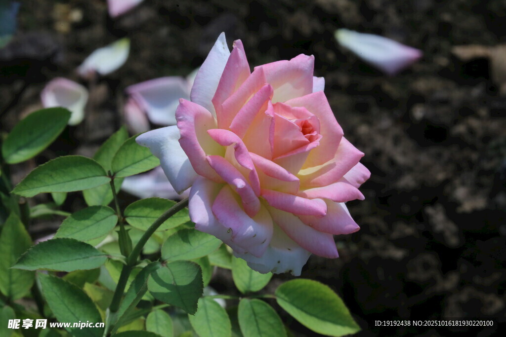 月季花  