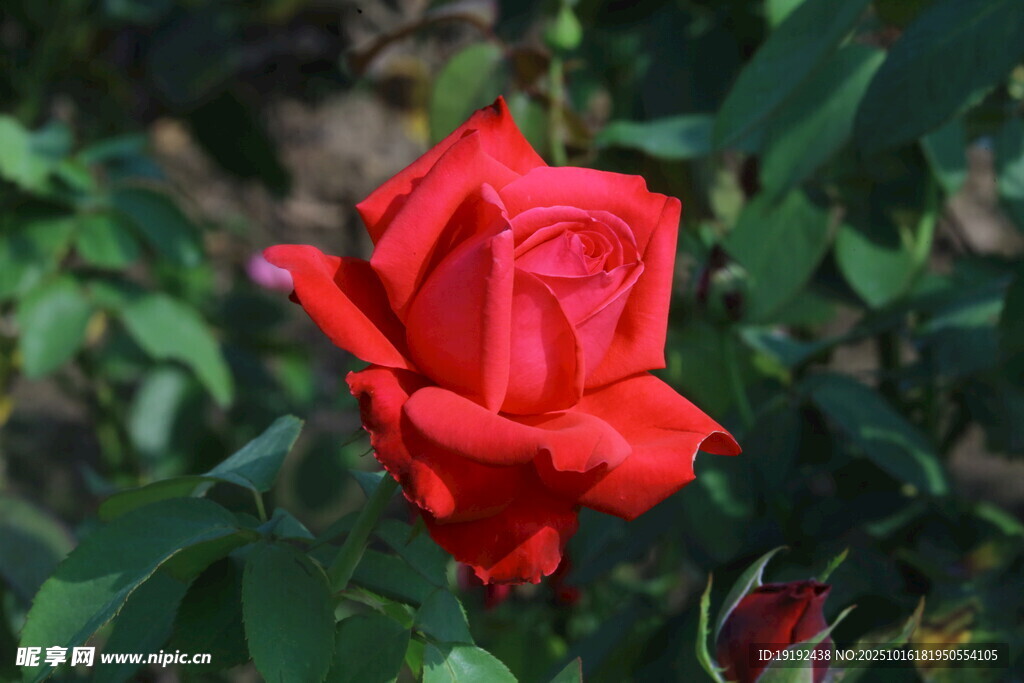 月季花 